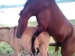 Horse fucking his vixen by riding over her 